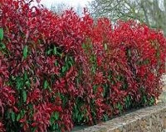 LIVE PLANT -- Photinia x fraseri Red Robin