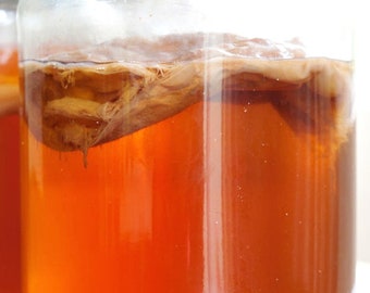 Kombucha Tea with Scoby 32 oz