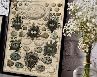 Farmhouse Eggs Bird Nest Science Chart Art Print