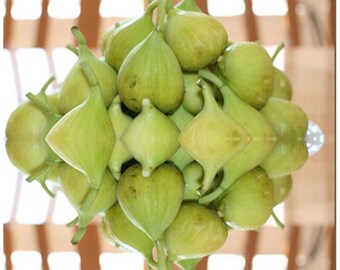 Italian Brooklyn White Fig TREE CUTTING - Honey Flavor and Very Sweet - Fast Growth - 8 - 10 Inch Cuttings