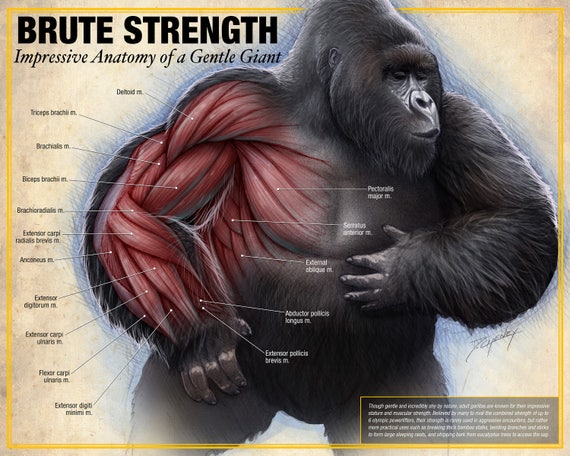 Brute Strength Gorilla Anatomy Poster