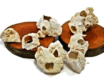 5 barnacles in white, rugged beach decor, coastal decor, sea shells, wedding decor, ocean decor, natural coral