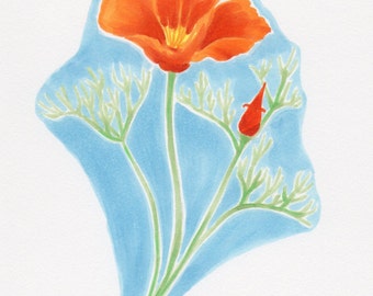 California Poppy - original drawing