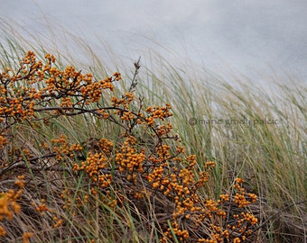 Bittersweet and Beach Grass Fine Art Photograph Cape Cod Coastal Art