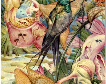 Hand-cut wooden jigsaw puzzle. HUMMINGBIRD and ORCHIDS 2. Detmold. Botanical Print. Wood, collectible. Bella Puzzles.
