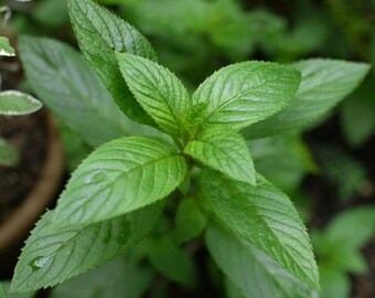Peppermint Seeds- 300+