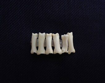Coyote Toe Bone Barrette