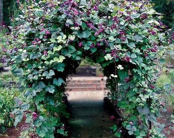 Hyacinth Bean Vine Seeds (Dolichos Lablab) 10+Seeds
