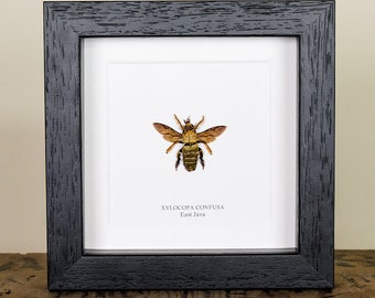 The Carpenter Bee in Box Frame (Xylocopa confusa)
