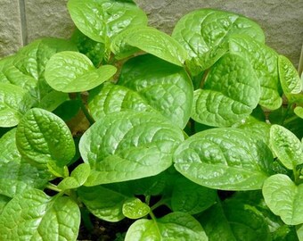 30 seeds MALABAR SPINACH