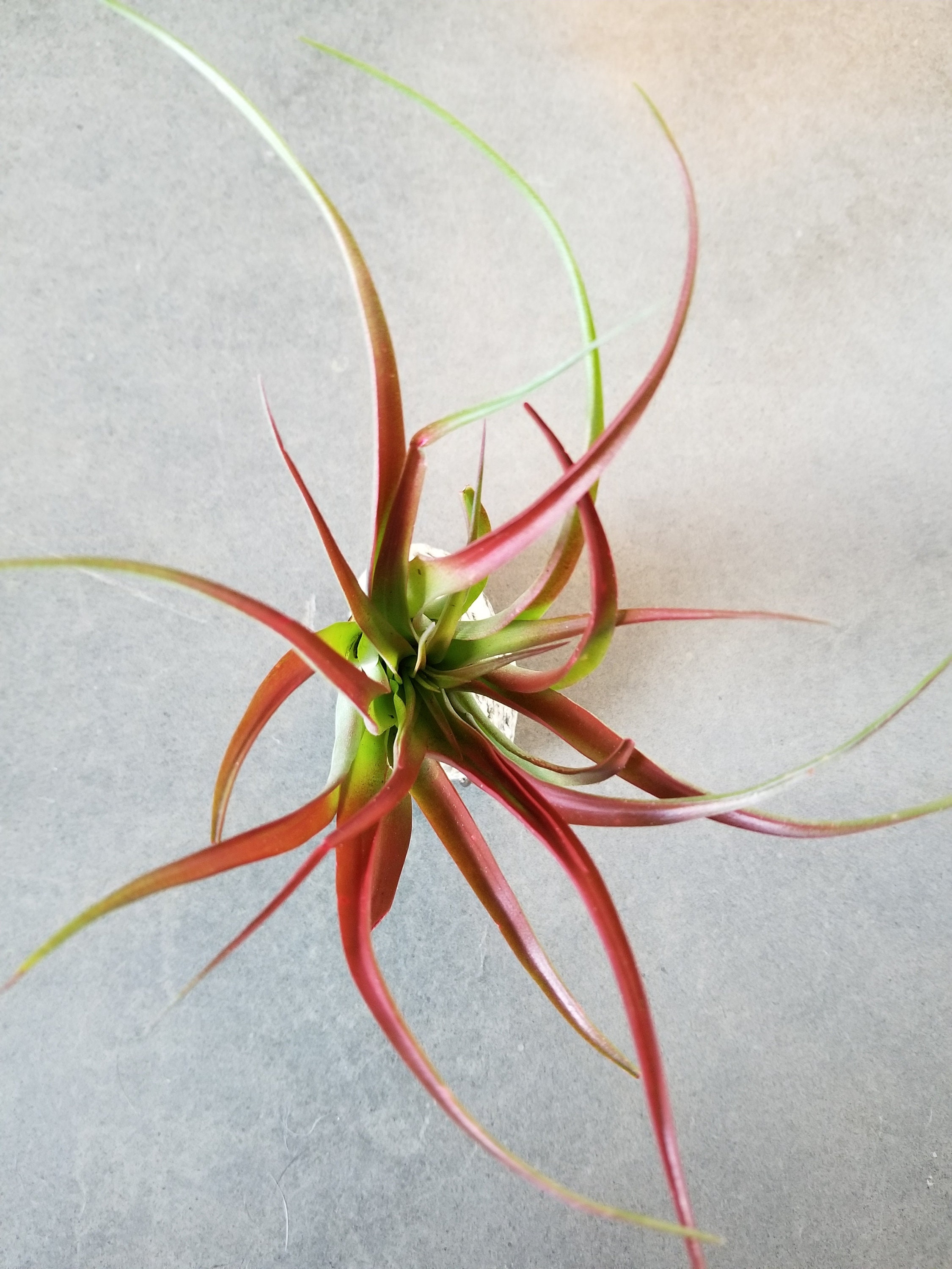 Tillandsia Red Abdita Air Plant Display Sold By Groundandayr Tillandsia Red Abdita Air Plant Display Sold By Groundandayr