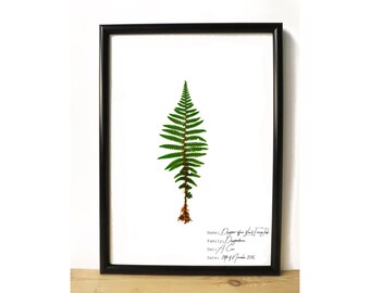 Plant illustration - Botanical print - Herbarium specimen - Fern print - Botanical Wall art