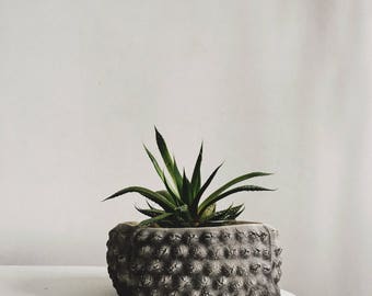 Designed pot, Succulent Pot, Plant pot, Planter, Cacti Planter