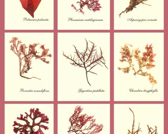 Seaweed art, Pressed seaweed, Ocean Algae Pressing, Miniature Seaweed Herbarium, Set of 27, ACEO size, Botanical sea weed Art, Made to ORDER