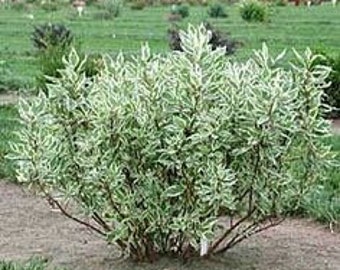 Variegated European Dogwood live plant