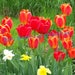 Tulip Bulbs Lot of 8, Orange & Yellow Variegated + Red with Black Centers