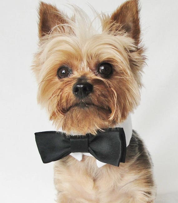 Dog Wedding Collar Dog Wedding Attire Dog Tuxedo Wedding
