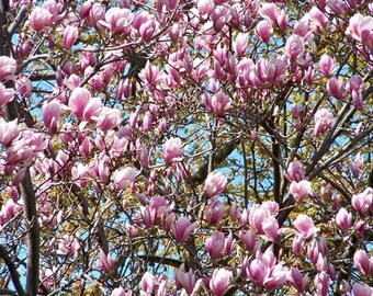 Blooming Pink-8x10 Photo