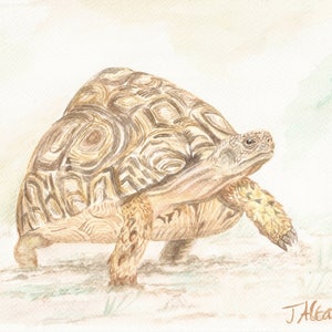 Tortoise watercolor | Etsy