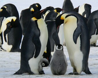 Emperor Penguins. Photographic Wildlife Print/Poster. (003996)