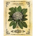 Vintage Cauliflower Seed Packet Digital Download Transfer Burlap Clip Art; 1003