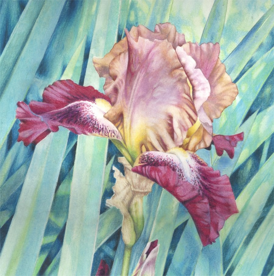Watercolour painting Bearded iris Original painting