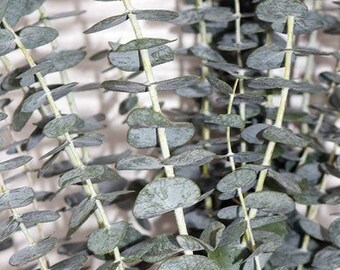 Fresh Baby Blue Eucalyptus Bunches - Bulk Greenery (Free Shipping)