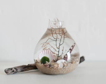 Japanese Moss Ball Terrarium, Japanese Moss Ball, Marimo Moss Terrarium, Marimo Moss Ball Terrarium, Terrarium Decor, Boho Decor, Ocean