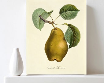 Pear Fruit Botanical Print Printable Pear Poster Vintage Botanical Illustration Encyclopedia Print Kitchen Wall Art Decor Digital Download