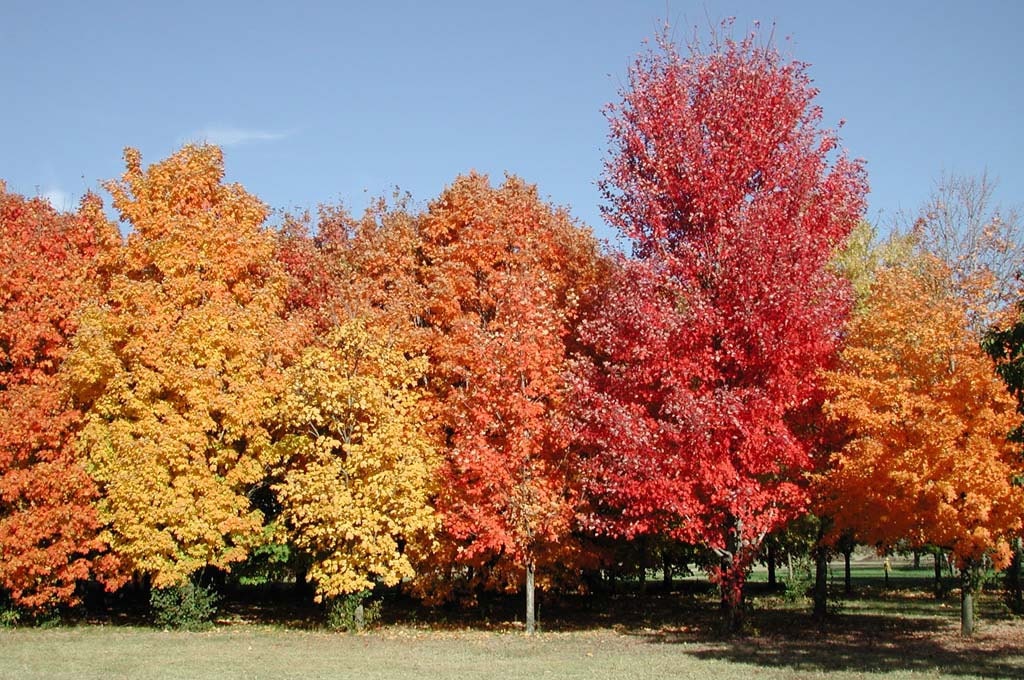 Acer Saccharum 25 Seeds Maple Syrup Tree