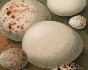 Antique Original Print 1901 British Birds Eggs