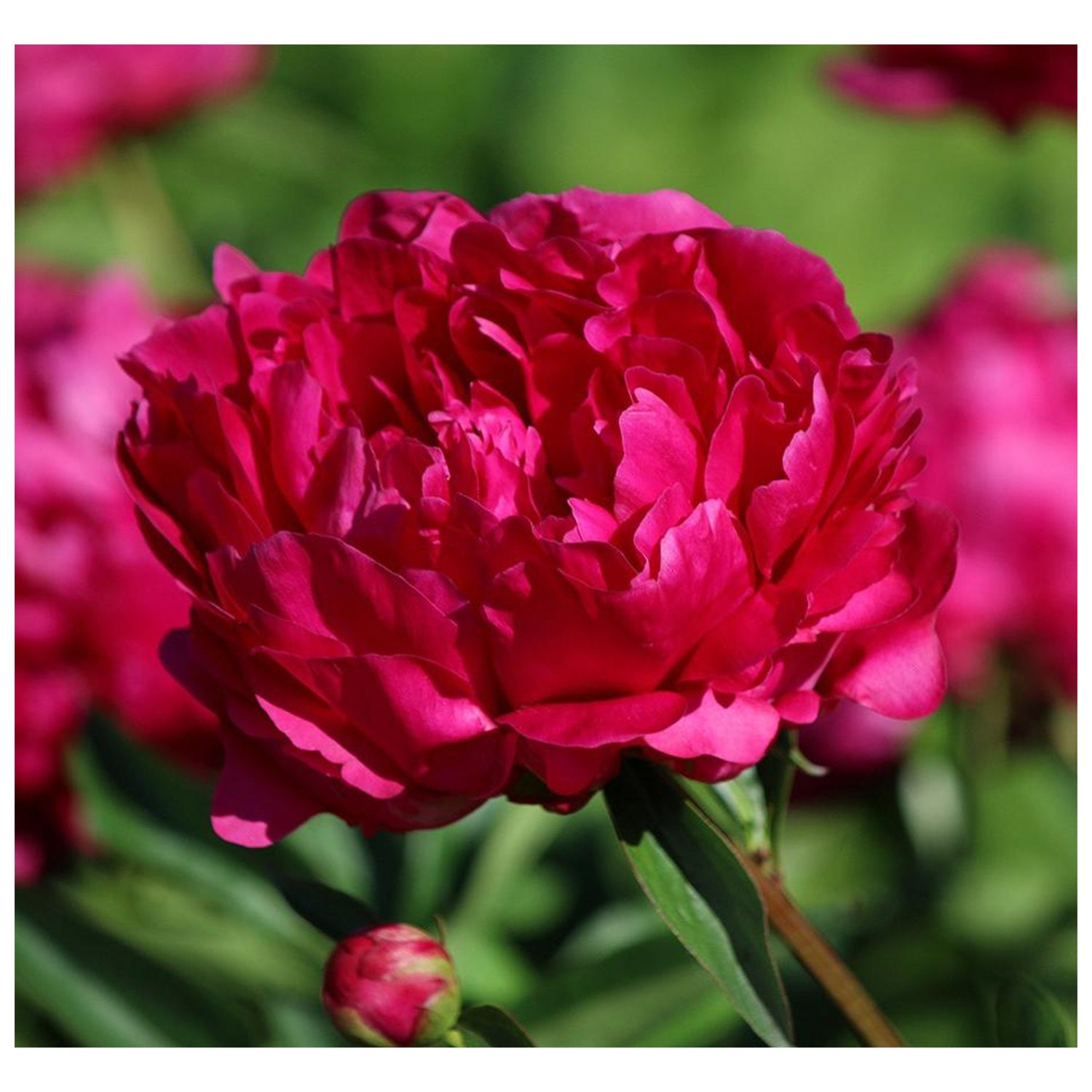 Benjamin Franklin Peony Deep Pink Peony 1 Gallon Crimson