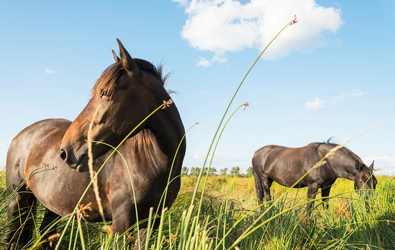 Grazing Horses,horse art,equine art,horse prints,Dorset pictures,limited edition print