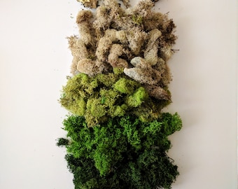 Reindeer Moss Variety Pack with three shades of green and beige