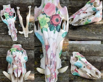 Decopauged Wild Hog Skull