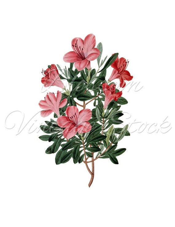 Bunch of Flower Clipart Red Flowers Digital Image Vintage