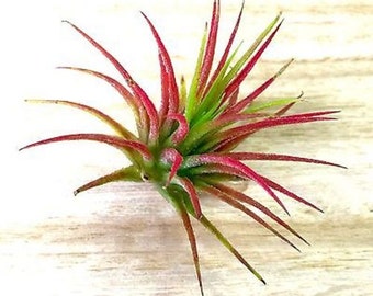 Single Tillandsia Air Plant - Seasonal Selection easy care special