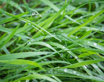 Dew-drop Grass