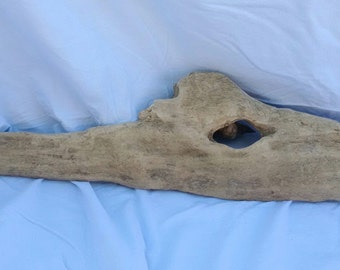 Driftwood Dinosaur Head