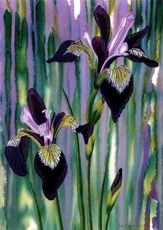 Art Print Irises at dawn A4 flower print iris