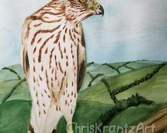 Juvenile Cooper's hawk youth 12x16 inch young chicken hawk bird of prey Original painting