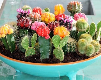 Cactus Seeds (Cactaceae Mix) 50+seeds mixed Seeds