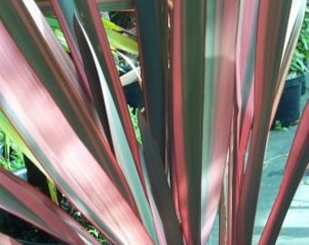 Phormium 'Sundowner' New Zealand Flax