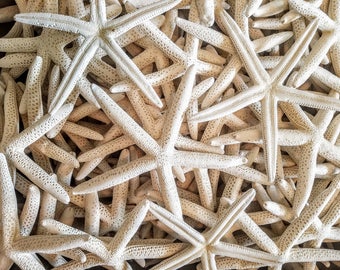 Bundle Package Priced SALE Small Medium 3"-4" White Finger Bulk 25 50 100 pcs Wholesale Sea Starfish DIY Crafts Beach Wedding FREE Shipping