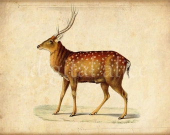 Digital ANTIQUE DEER PRINT - Digital Download - Antique Wall Art Decor Instant Printable - Vintage Deer Stag 3 files