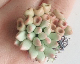 Adjustable Succulent Ring ---- Little Garden * Nourish yourself