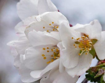 Flowers White Cherry Blossoms Canvas Wall Art