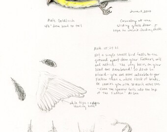 Goldfinch, Bird Drawing, Bird Sketch, Nature Journal, Inspirational