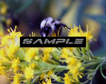 Digital Painting Of BumbleBee