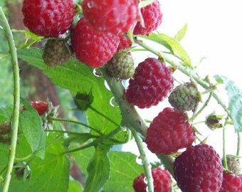 50PCS Pure Natural RED Rubus Raspberries Seeds Fruits Vegetables Berry
